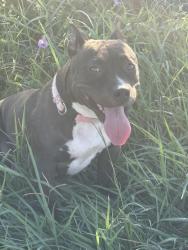 Found/Stray Female Dog last seen Diana Lane, Houston Texas, Houston, TX 77062