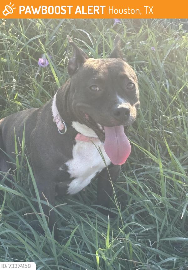 Found/Stray Female Dog last seen Diana Lane, Houston Texas, Houston, TX 77062