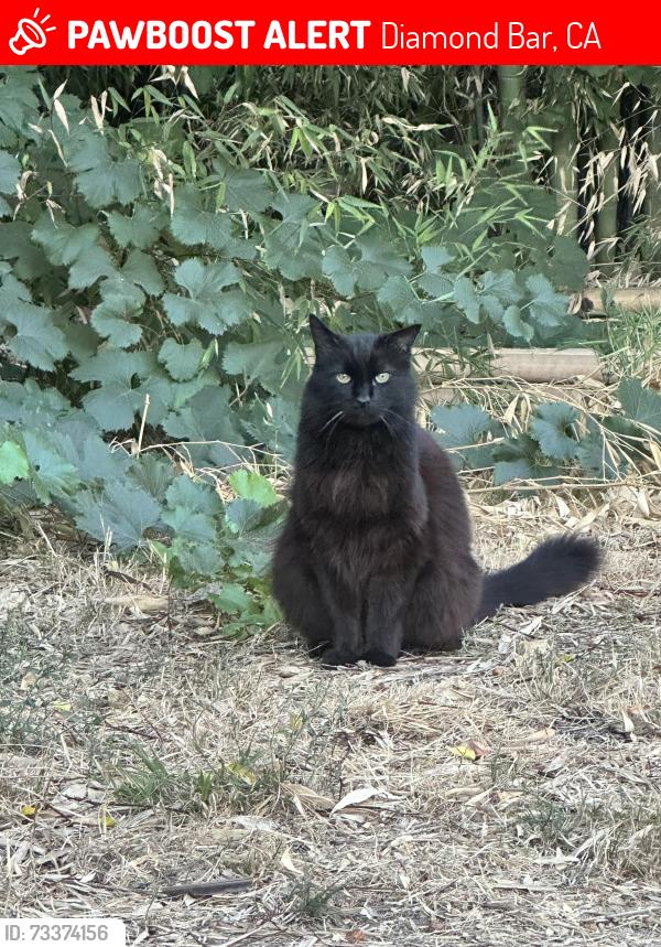 Lost Male Cat last seen Evergreen Springs & Pathfinder. Near Diamond Bar High School., Diamond Bar, CA 91765