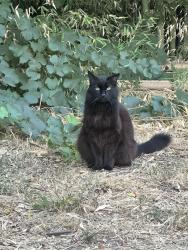 Lost Male Cat last seen Evergreen Springs & Pathfinder. Near Diamond Bar High School., Diamond Bar, CA 91765
