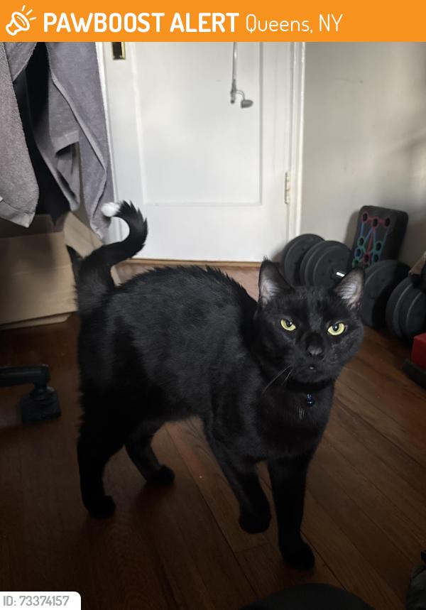 Found/Stray Male Cat last seen near the North shore animal hosp, Queens, NY 11361