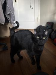 Found/Stray Male Cat last seen near the North shore animal hosp, Queens, NY 11361