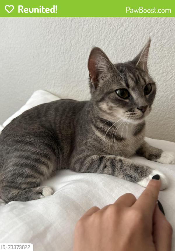 Reunited Female Cat last seen Near Ladd ave, Louisville, KY 40216