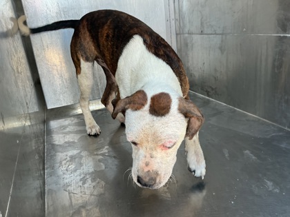 Shelter Stray Female Dog last seen Near Naomi St, Caddo Parish, LA, 1500 Monty St, Shreveport, LA 71107, USA