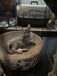 Shelter Stray Female Cat last seen Near Auchentoroly Terr., 21217, MD, 2490 Giles Rd, Baltimore, MD 21225, USA
