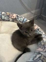 Shelter Stray Female Cat last seen Near Auchentoroly Terr., 21217, MD, 2490 Giles Rd, Baltimore, MD 21225, USA