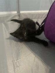Shelter Stray Female Cat last seen Near Auchentoroly Terr., 21217, MD, 2490 Giles Rd, Baltimore, MD 21225, USA