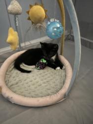 Shelter Stray Male Cat last seen Near Auchentoroly Terr., 21217, MD, 2490 Giles Rd, Baltimore, MD 21225, USA