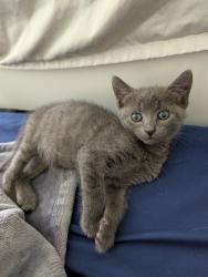 Shelter Stray Female Cat last seen Near Claybury Ave, 21206, MD, 2490 Giles Rd, Baltimore, MD 21225, USA