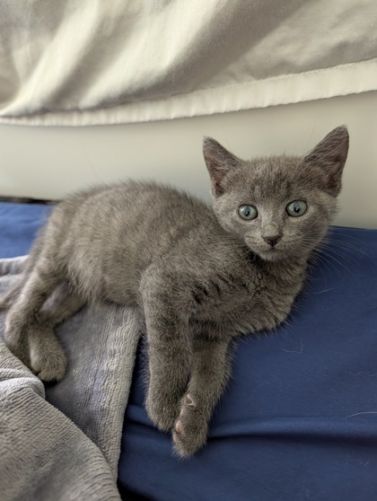 Shelter Stray Female Cat last seen Near Claybury Ave, 21206, MD, 2490 Giles Rd, Baltimore, MD 21225, USA