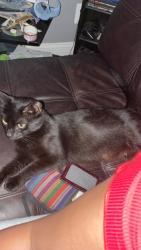Shelter Stray Female Cat last seen Near Purdue Ave, 21239, MD, 2490 Giles Rd, Baltimore, MD 21225, USA