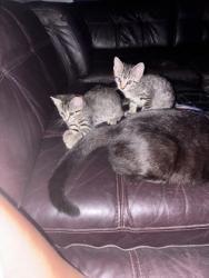 Shelter Stray Female Cat last seen Near Purdue Ave, 21239, MD, 2490 Giles Rd, Baltimore, MD 21225, USA