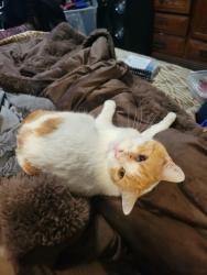 Lost Female Cat last seen Bob mccanon and unser, Albuquerque, NM 87120