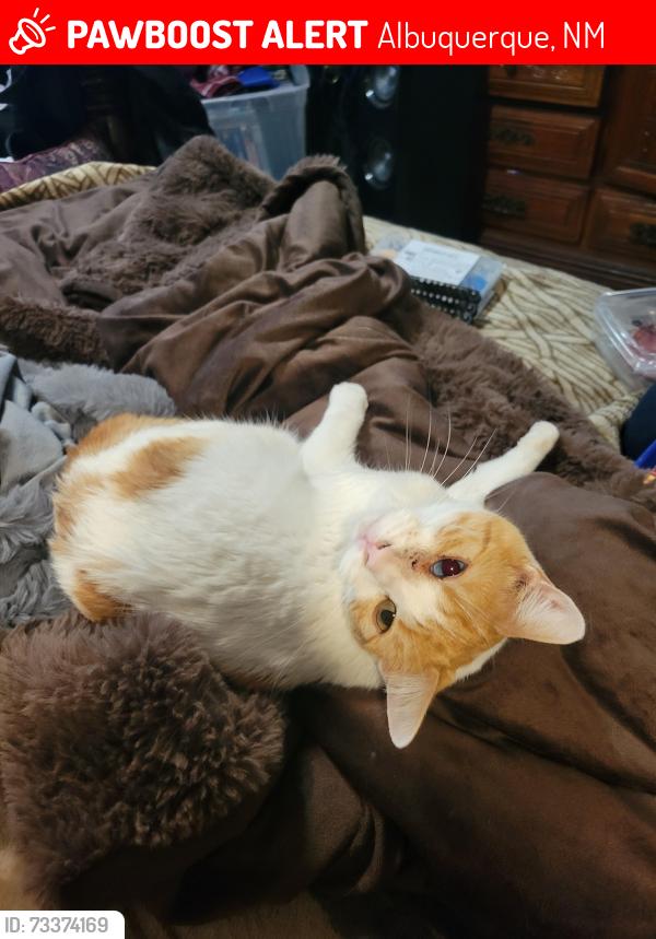 Lost Female Cat last seen Bob mccanon and unser, Albuquerque, NM 87120