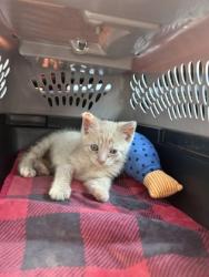 Shelter Stray Male Cat last seen alley on sequoia ave, 21215, MD, 2490 Giles Rd, Baltimore, MD 21225, USA