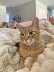 Lost Female Cat last seen NW 78th and 10th Ct, Vancouver, WA 98665