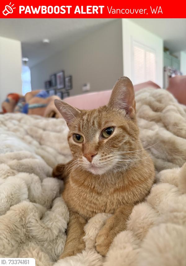 Lost Female Cat last seen NW 78th and 10th Ct, Vancouver, WA 98665