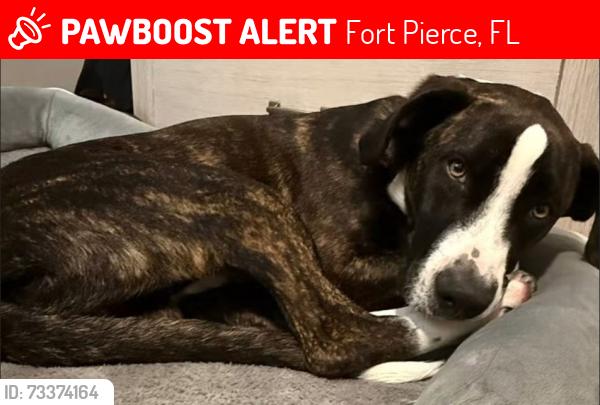 Lost Male Dog last seen Angle Road/OrN, Fort Pierce, FL 34947