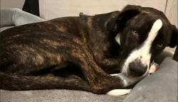 Lost Male Dog last seen Angle Road/OrN, Fort Pierce, FL 34947