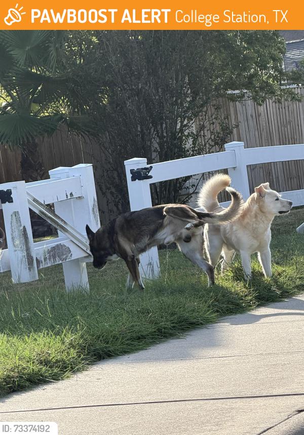 Found/Stray Unknown Dog last seen VEagle and Victoria, College Station, TX 77845