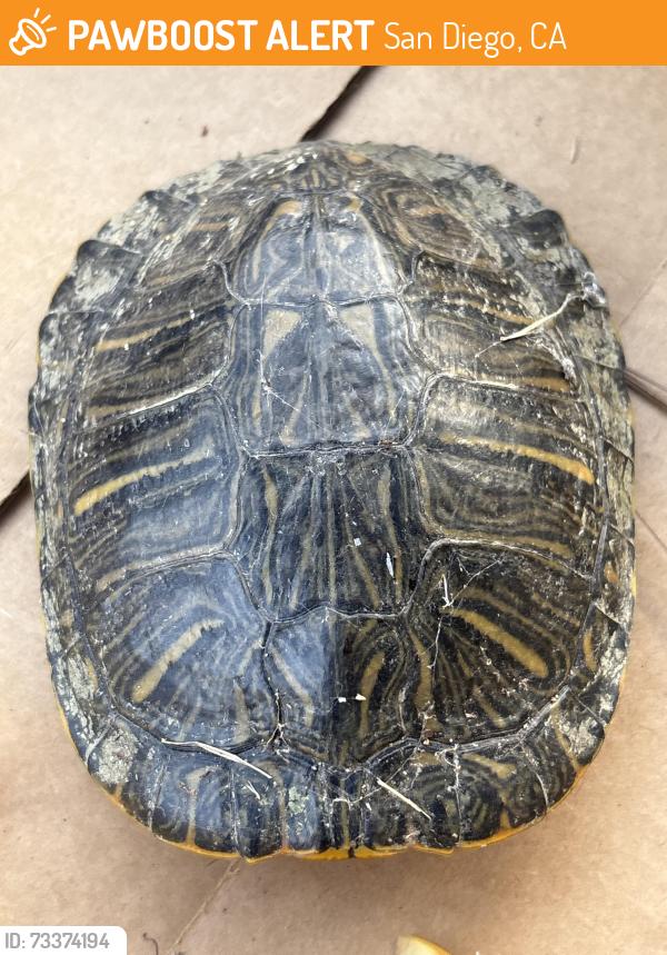 Found/Stray Unknown Reptile last seen San martine way, San Diego, CA 92130