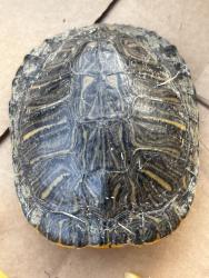 Found/Stray Unknown Reptile last seen San martine way, San Diego, CA 92130