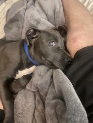 Lost Male Dog last seen I-35 and hwy 67, Alvarado, TX 76009