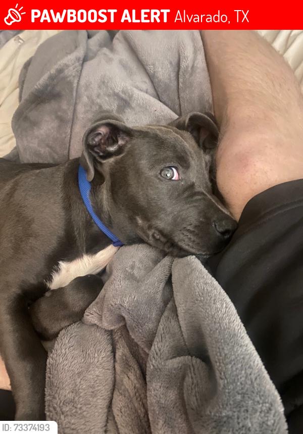 Lost Male Dog last seen I-35 and hwy 67, Alvarado, TX 76009