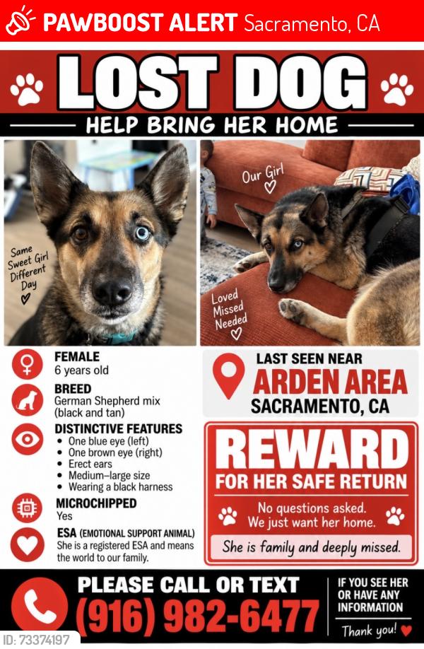 Lost Female Dog last seen Royal Rd, Sacramento, CA 95815