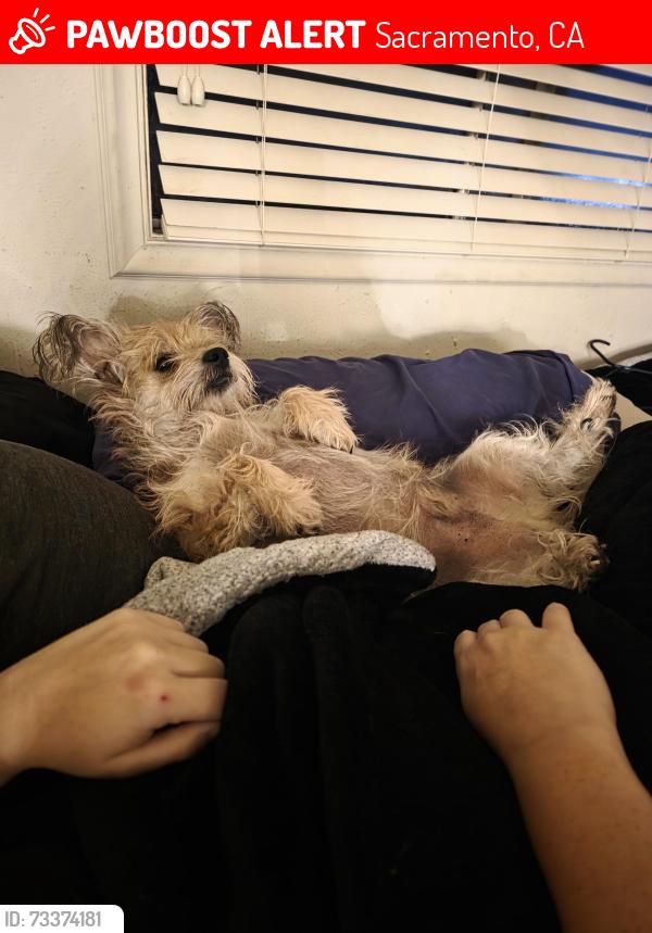 Lost Male Dog last seen Near Debutante ln and between Stocktn/Gerber and Gerber /elkgrove/florin, Sacramento, CA 95828