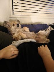 Lost Male Dog last seen Near Debutante ln and between Stocktn/Gerber and Gerber /elkgrove/florin, Sacramento, CA 95828