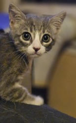 Found/Stray Female Cat last seen 25th & Chestnut, Long Beach, CA 90806