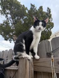 Lost Female Cat last seen Pleasant St + North Fort Harrison, Clearwater, FL 33755