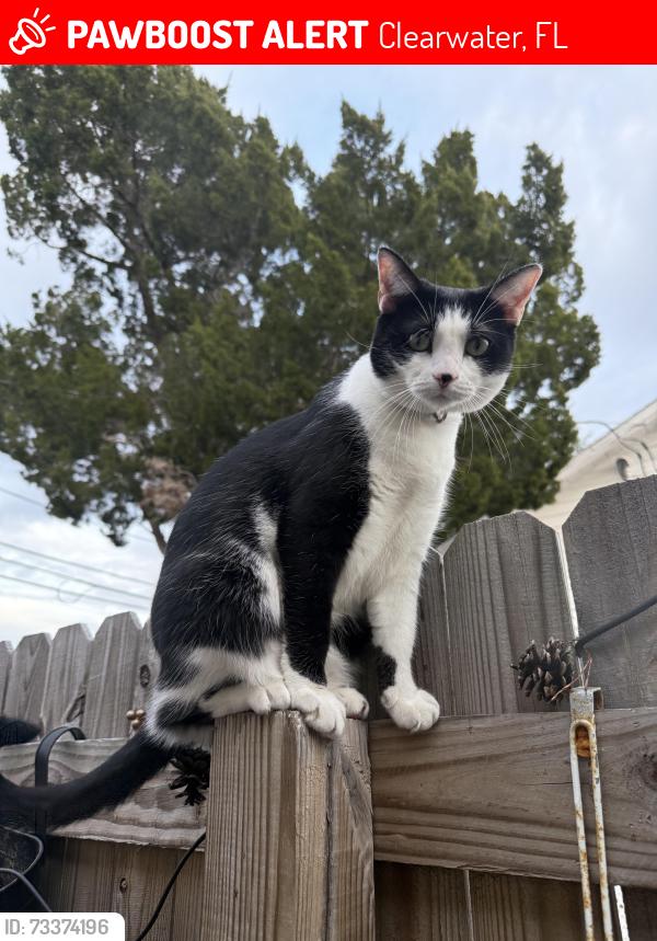 Lost Female Cat last seen Pleasant St + North Fort Harrison, Clearwater, FL 33755