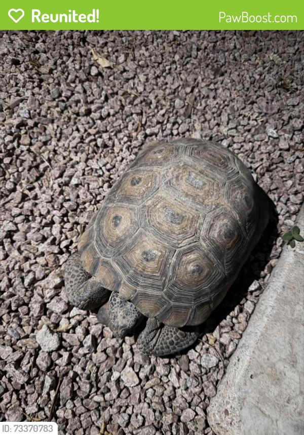 Reunited Unknown Reptile last seen E bishop cir, Tempe, AZ 85282