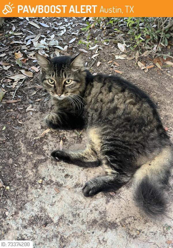 Found/Stray Female Cat last seen Wagon Gap, Austin, TX 78750