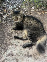 Found/Stray Female Cat last seen Wagon Gap, Austin, TX 78750