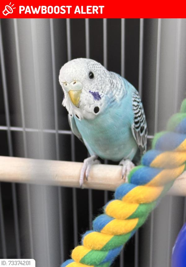 Lost Male Bird last seen Near Bloomingdale dr, Hillsborough Township, NJ 08844