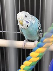 Lost Male Bird last seen Near Bloomingdale dr, Hillsborough Township, NJ 08844