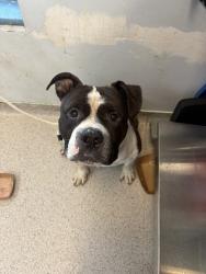 Shelter Stray Male Dog last seen Near jerome Avenue, BRONX, NY, 10452, 326 E 110th St, New York, NY 10029, USA