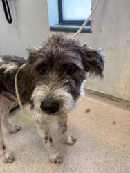 Shelter Stray Male Dog last seen Near E 110th Street, NEW YORK, NY, 10029, 326 E 110th St, New York, NY 10029, USA