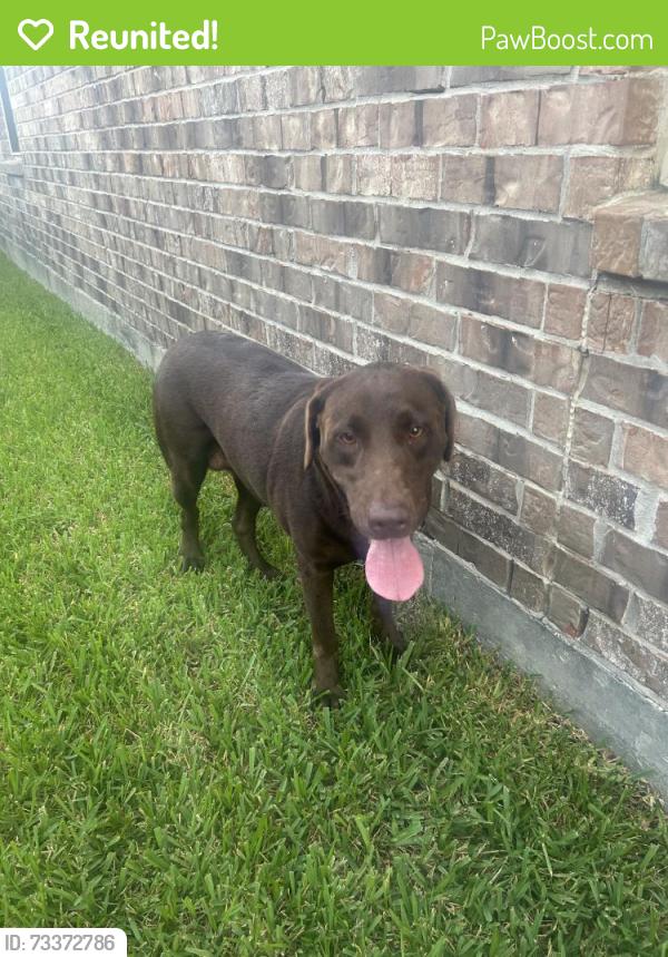 Reunited Female Dog last seen Buckley Oak Dr, Tavola, TX 77357, USA, Tavola, TX 77357