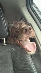 Reunited Female Dog last seen Yellow River, Gwinnett County, GA 30044