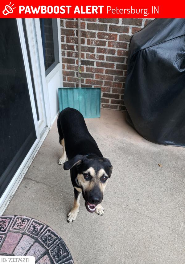 Lost Female Dog last seen Half mile hill, Petersburg, IN 47567