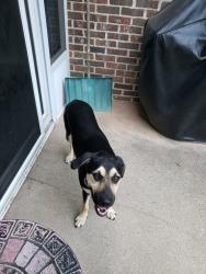 Lost Female Dog last seen Half mile hill, Petersburg, IN 47567