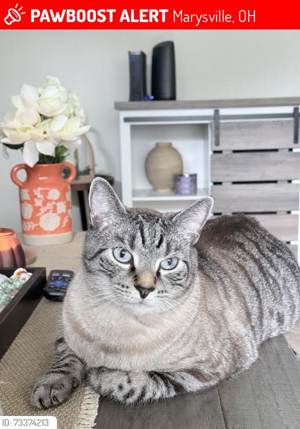 Lost Male Cat last seen Memorial hosp, marysville eagles, Vanover apmts, Marysville, OH 43040