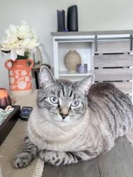 Lost Male Cat last seen Memorial hosp, marysville eagles, Vanover apmts, Marysville, OH 43040