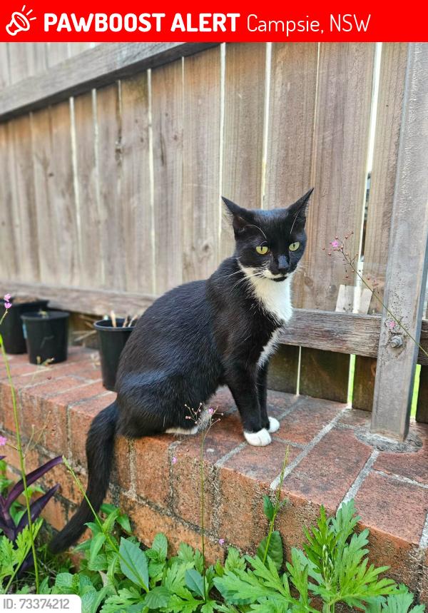 Lost Female Cat last seen Harcourt Avenue, Campsie, NSW 2194