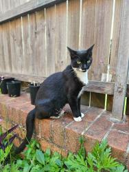 Lost Female Cat last seen Harcourt Avenue, Campsie, NSW 2194