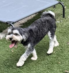 Reunited Male Dog last seen Travertine Trail, Davidson NC, Davidson, NC 28036